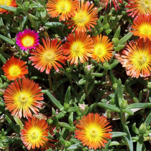 Kristályvirág / Délvirág - Delosperma cooperi 'Delmara Orange'