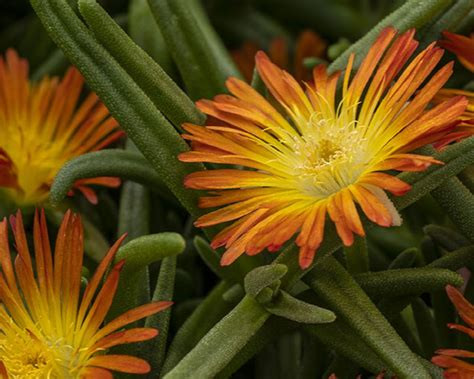 Kristályvirág / Délvirág - Delosperma cooperi 'Delmara Orange'