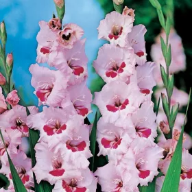Gladiolus Wine And Roses / Kardvirág