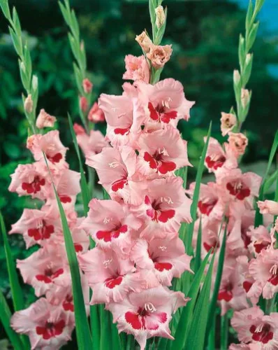 Gladiolus Wine And Roses / Kardvirág
