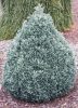 Chamaecyparis pisifera 'Baby Blue"-Hamisciprus