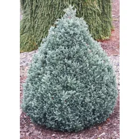 Chamaecyparis pisifera 'Baby Blue"-Hamisciprus