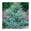 Chamaecyparis pisifera 'Baby Blue"-Hamisciprus