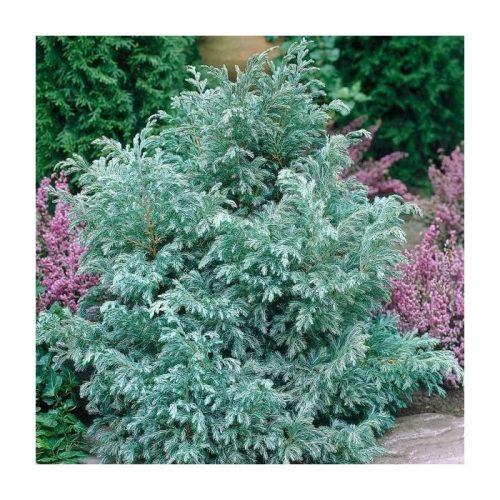Chamaecyparis pisifera 'Baby Blue"-Hamisciprus