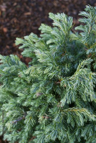 Chamaecyparis pisifera 'Baby Blue"-Hamisciprus