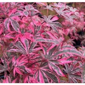 Japán juhar - Acer palmatum "Shirazz"