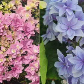   Kerti hortenzia - Hydrangea macrophylla "Floria" - Cs12