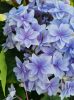 Kerti hortenzia - Hydrangea macrophylla "Floria" - Cs12