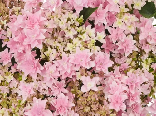 Kerti hortenzia - Hydrangea macrophylla "Floria" - Cs12