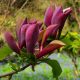 Magnolia Brooklynensis - 'Black Beauty"- Liliomfa