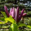 Magnolia Brooklynensis - 'Black Beauty"- Liliomfa