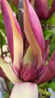 Magnolia Brooklynensis - 'Black Beauty"- Liliomfa