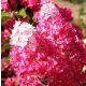 Bugás hortenzia - "Fraise Melba" - Hydrangea Paniculata-K1.5