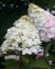 Bugás hortenzia - "Fraise Melba" - Hydrangea Paniculata-K1.5