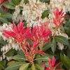 Japán babérhanga - Pieris Japonica " Mountain Fire"