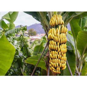   Termő törpe banán - Musa acuminata "Dwarf Cavendish"