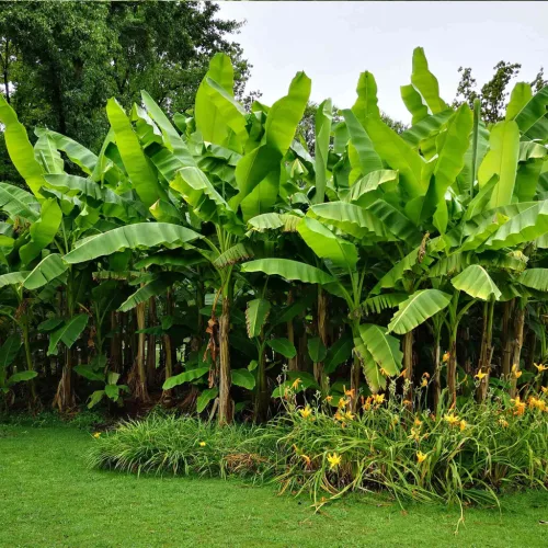 Termő törpe banán - Musa acuminata "Dwarf Cavendish"