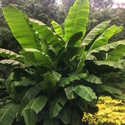 Termő törpe banán - Musa acuminata "Dwarf Cavendish"