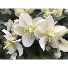   Hunyor - Helleborus x ericsmithii HGC "Shooting Star"