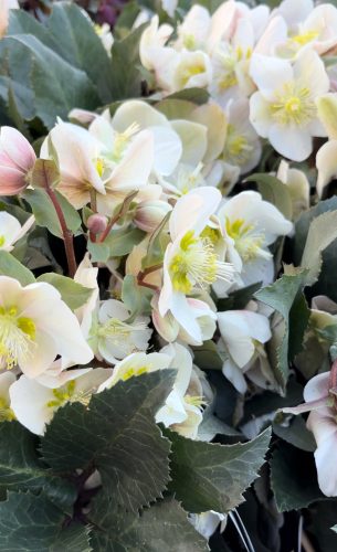 Hunyor - Helleborus x ericsmithii HGC "Shooting Star"