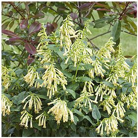   Folyóharang - Phygelius rectus "Candy Drops Cream"