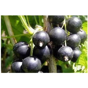 Josta - Ribes nidigrolaria "Jostaberry"