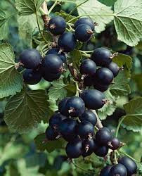 Josta - Ribes nidigrolaria "Jostaberry"