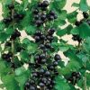 Josta - Ribes nidigrolaria "Jostaberry"