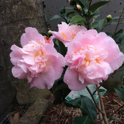 Camelia Japonica "High Fragrance" - Japán Kamélia