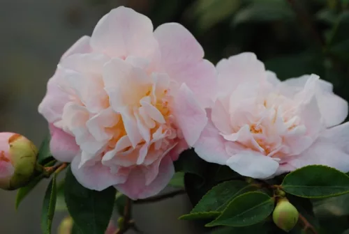 Camelia Japonica "High Fragrance" - Japán Kamélia