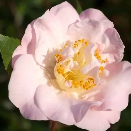 Camelia Japonica "High Fragrance" - Japán Kamélia