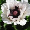 Keleti Pipacs - Papaver orientale "Perry's White"