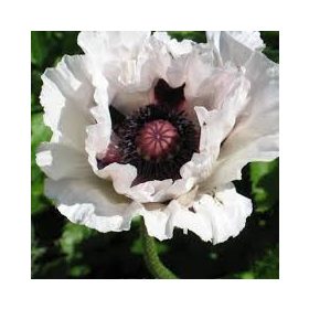   Keleti Pipacs - Papaver orientale "Perry's White"