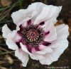 Keleti Pipacs - Papaver orientale "Perry's White"