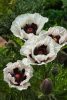 Keleti Pipacs - Papaver orientale "Perry's White"