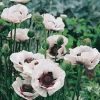 Keleti Pipacs - Papaver orientale "Perry's White"