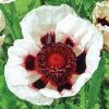 Keleti Pipacs - Papaver orientale "Perry's White"