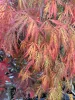 Japán juhar - Acer palmatum "Ornatum" K3