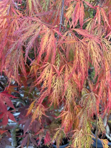 Japán juhar - Acer palmatum "Ornatum" K3