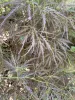 Japán juhar - Acer palmatum "Ornatum" K3