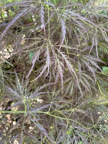 Japán juhar - Acer palmatum "Ornatum" K3