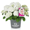 Kerti hortenzia - Hydrangea macrophylla "Everbloom White Wonder" K5