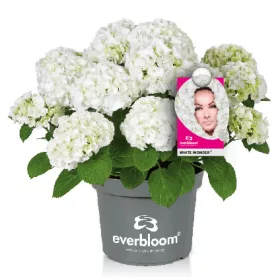   Kerti hortenzia - Hydrangea macrophylla "Everbloom White Wonder" K5