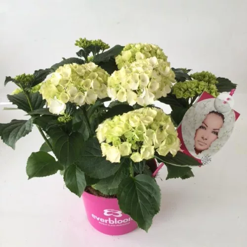 Kerti hortenzia - Hydrangea macrophylla "Everbloom White Wonder" K5