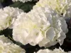 Kerti hortenzia - Hydrangea macrophylla "Everbloom White Wonder" K5
