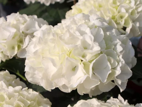 Kerti hortenzia - Hydrangea macrophylla "Everbloom White Wonder" K5