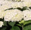 Kerti hortenzia - Hydrangea macrophylla "Everbloom White Wonder" K5