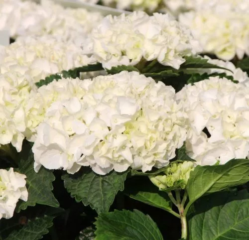 Kerti hortenzia - Hydrangea macrophylla "Everbloom White Wonder" K5