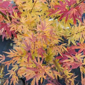   Japán juhar - Acer palmatum "Wilson's Pink Dwarf"