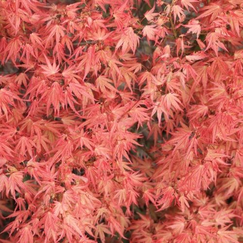 Japán juhar - Acer palmatum "Wilson's Pink Dwarf"